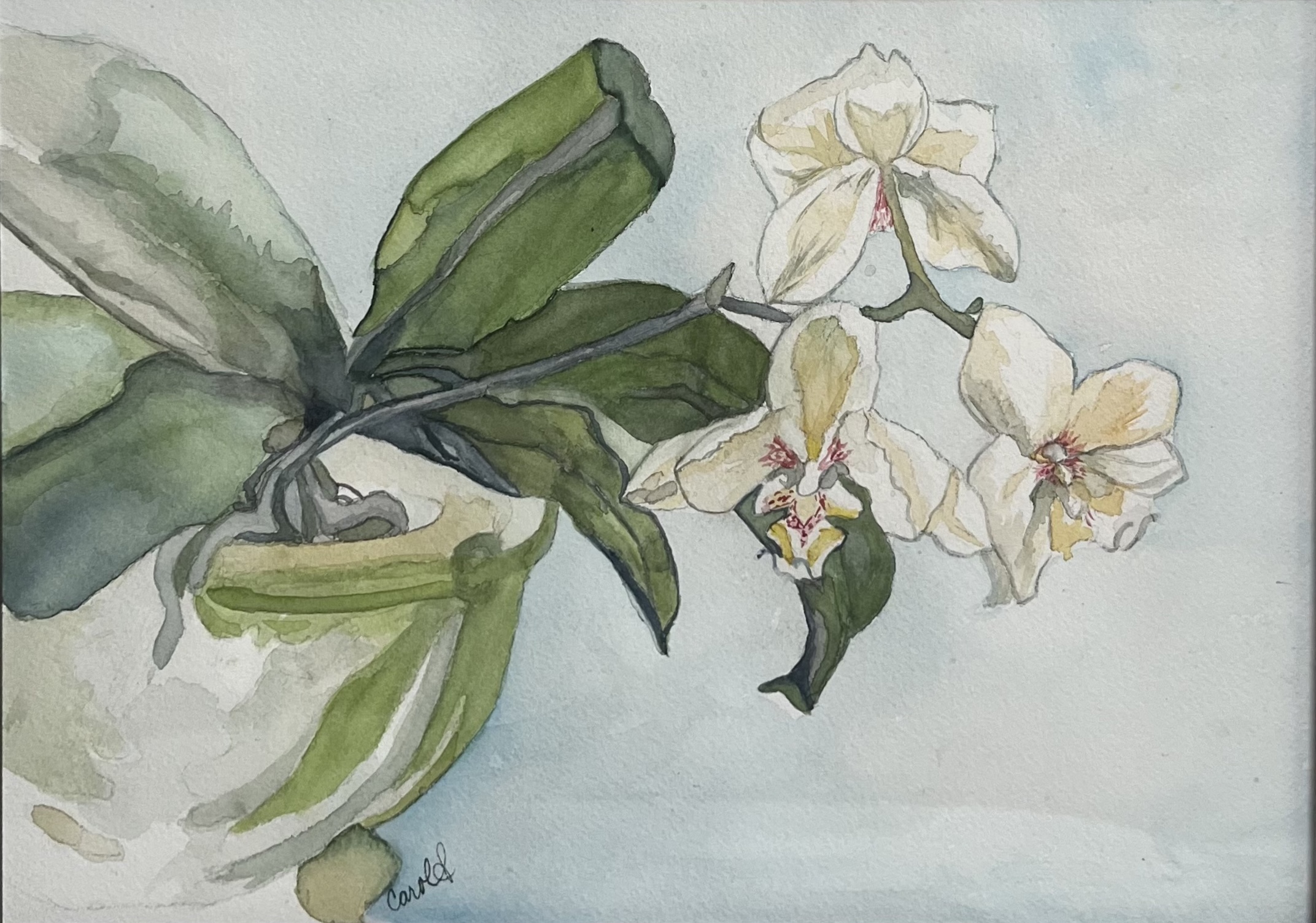 Carol Purity