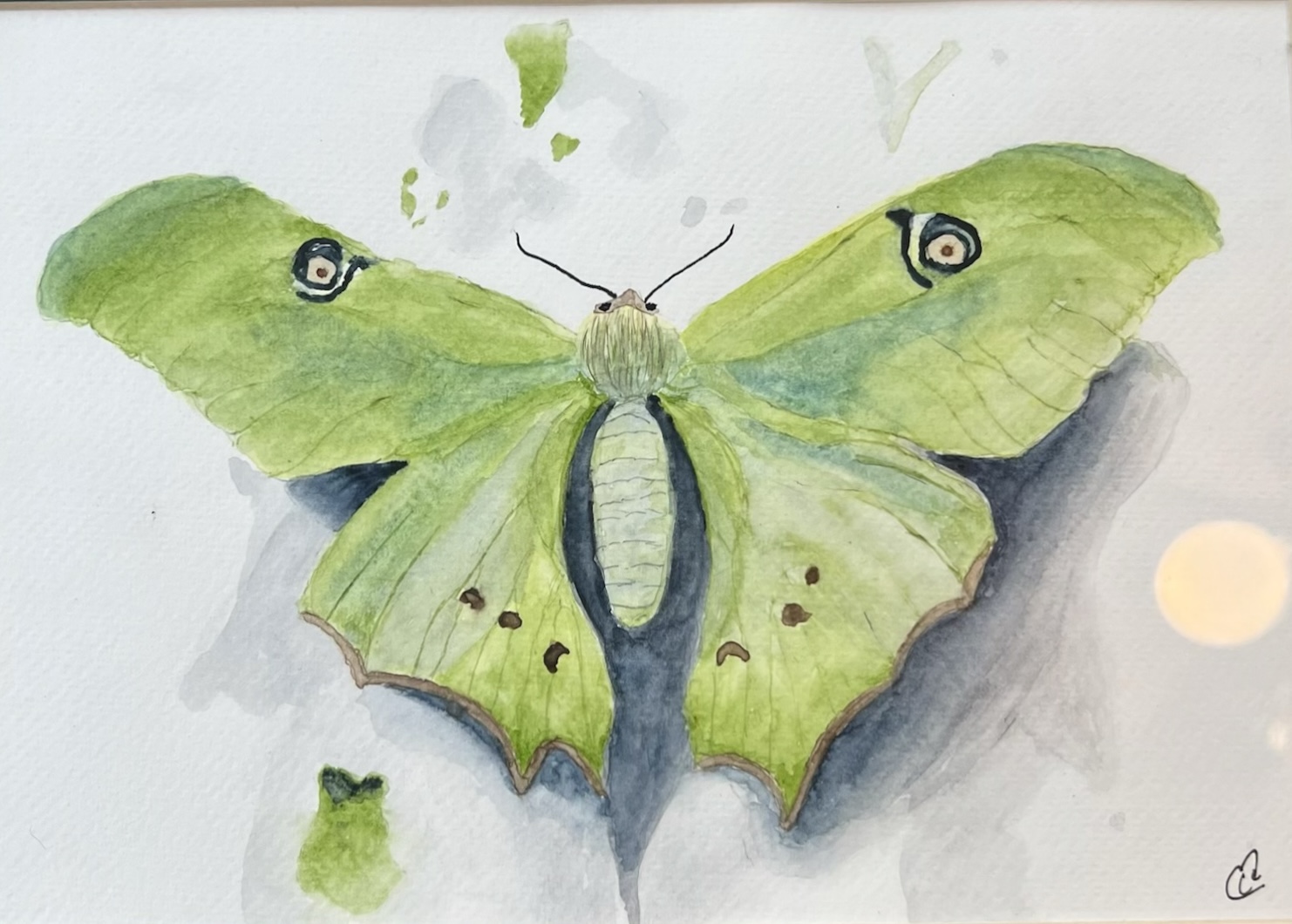 Cindy Moonligh Gossamer