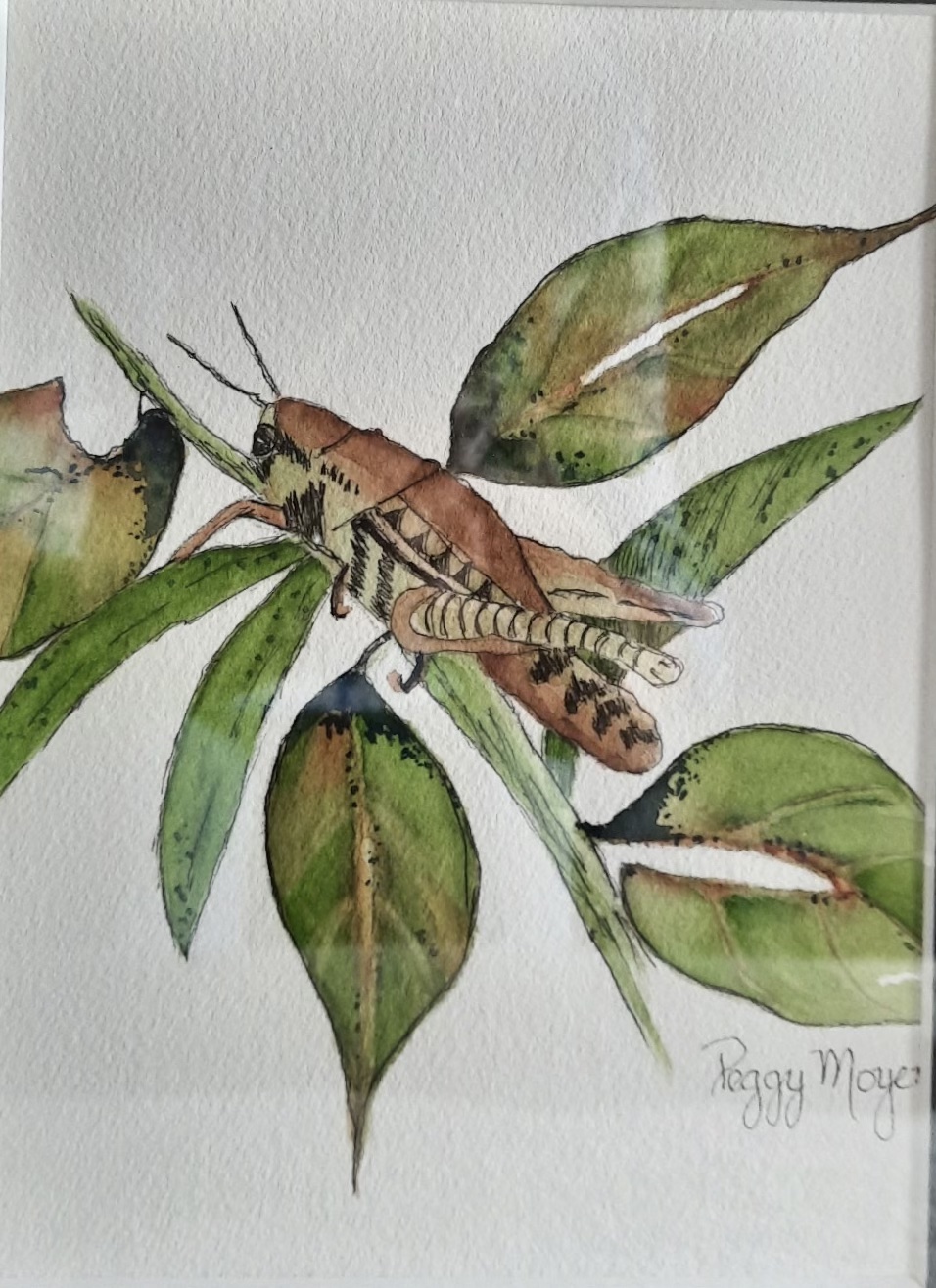 Peg PatienceYoungGrasshopper